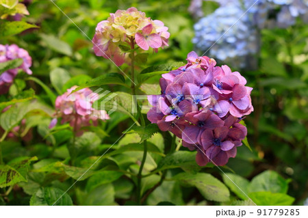 可愛い紫陽花 91779285