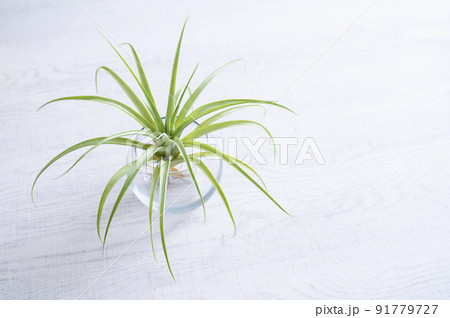 エアプランツ 91779727