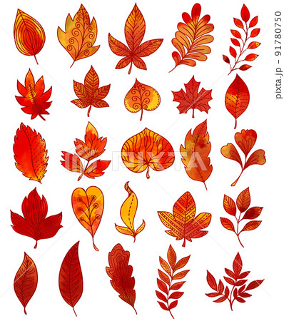 Autumn Foliage Hand Drawn Collection Autumn Foliage Hand Drawn Collection 91780750