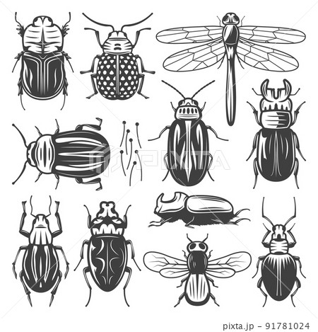 Vintage Insects Collection Vintage Insects Collection 91781024