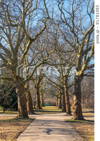 Trees in the public park of the city of Gdansk. Poland Trees in the public park of the city of Gdansk. Poland 91781065