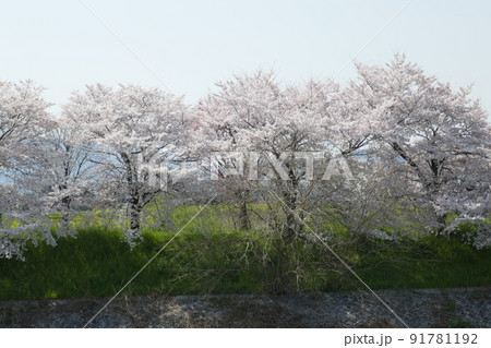 桂川と天神川の背割りの桜 91781192