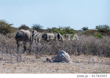 Two African Elephants walking through the Bushes 91782005