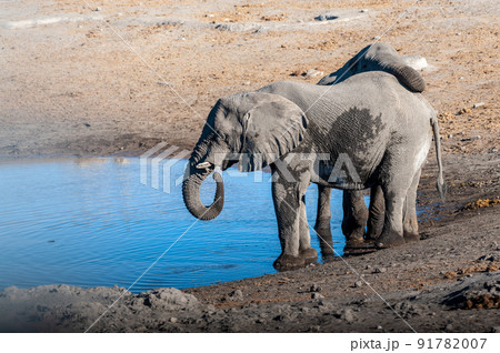 Two Male Elephants Drinking from a water hole. 91782007