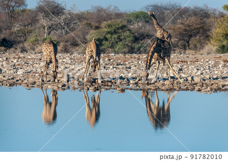 Giraffes Drinking at a Waterhole Giraffes Drinking at a Waterhole 91782010