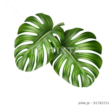 Two Monstera leaves 91782231