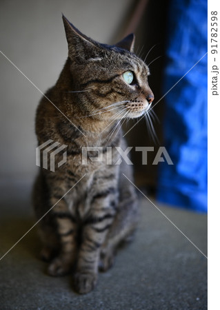 日陰で休むキジトラ猫 日陰で休むキジトラ猫 91782598