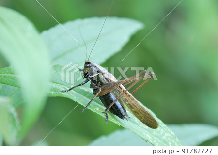 ヒメギス長翅型 ヒメギス長翅型 91782727