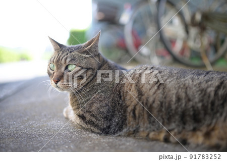 自転車置き場のキジトラ猫 自転車置き場のキジトラ猫 91783252