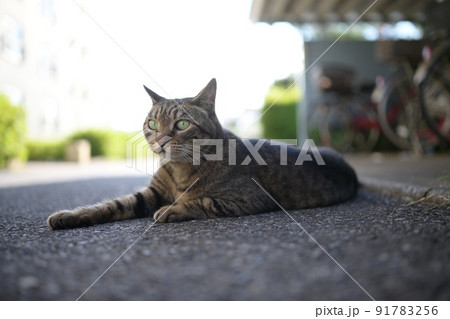 自転車置き場のキジトラ猫 自転車置き場のキジトラ猫 91783256