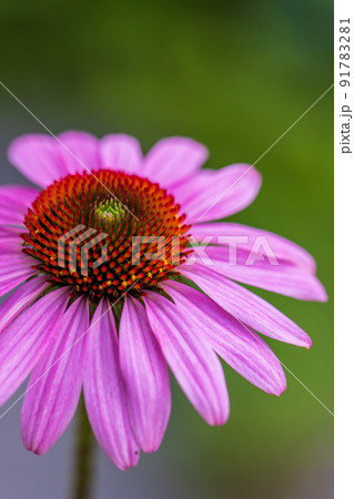 エキナセア　0062 91783281