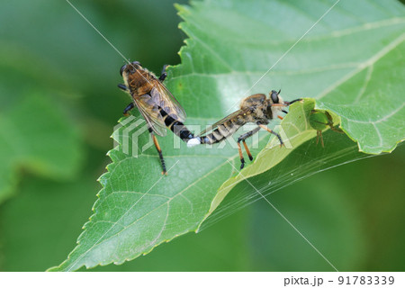 シオヤアブの交尾 91783339