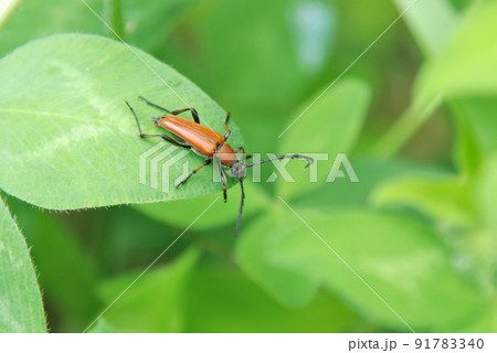 アカハナカミキリ 91783340