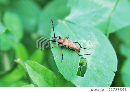 アカハナカミキリ 91783341