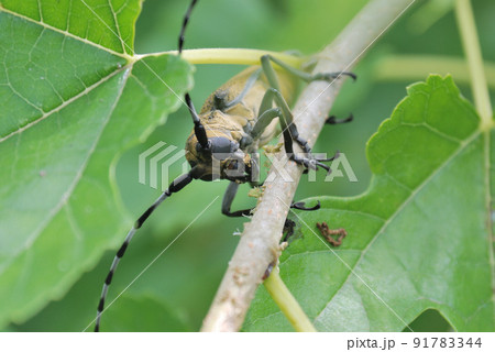 木を食害するクワカミキリ 木を食害するクワカミキリ 91783344