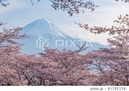 （静岡県）満開の桜と富士山 91783558
