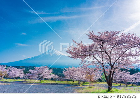 (静岡県)満開の桜と富士山 (静岡県)満開の桜と富士山 91783575