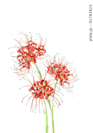 The Most Famous Flower In Anime: The Red Spider Lily - Higanbana (Demon  Slayer, Inuyasha) - YouTube