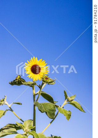 ひまわり　0008 91784210