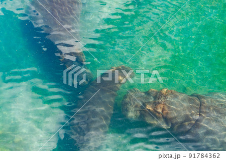 The family of hippopotamus is swimming in the pond The family of hippopotamus is swimming in the pond 91784362