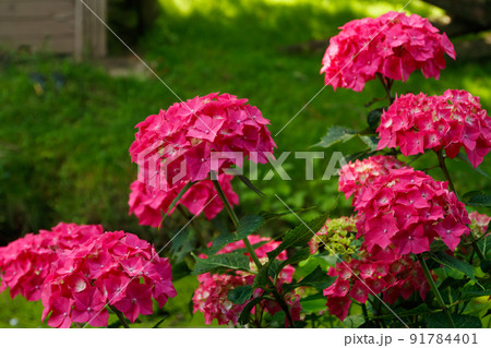 Blooming hortensia bushes with beautiful flowers, growing in the park. Hydrangea macrophilla. Blooming hortensia bushes with beautiful flowers, growing in the park. Hydrangea macrophilla. 91784401