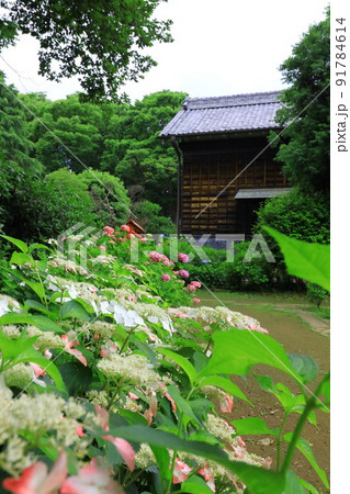 府中市郷土の森博物館の紫陽花 府中市郷土の森博物館の紫陽花 91784614