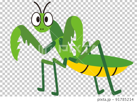 綠色, 春天, 夏天, 育種, 生物, 性質, 動物, 昆蟲, 暑假, 鐮刀, 螳螂, 昆蟲, 生物 綠色, 春天, 夏天, 育種, 生物, 性質, 動物, 昆蟲, 暑假, 鐮刀, 螳螂, 昆蟲, 生物 91785214