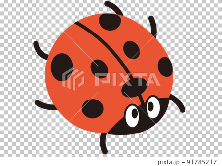 Ladybugs, insects, insects, insect catchers, spring, Coccinella septempunctata, red, autumn, cute, creatures, summer vacation, animals 91785217