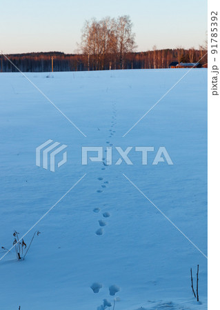 A winter country landscape with hare tracks on snowy field in sunset. A winter country landscape with hare tracks on snowy field in sunset. 91785392
