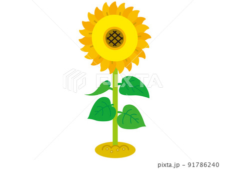 ひまわり 花 夏 夏休み 植物 咲く 真夏 開花 葉 葉っぱ シンプル カワイイ 黄 さわやか 自然のイラスト素材