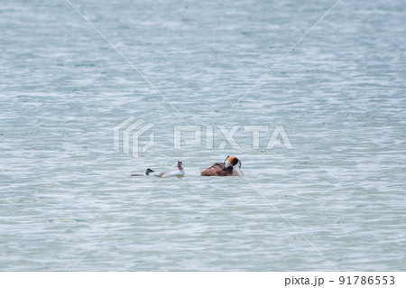 The waterfowl bird, great crested grebe with chick, swimming in the lake. 91786553