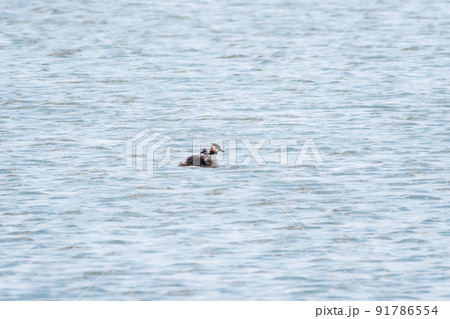 The water bird Great crested Grebe, Podiceps cristatus, swimming in the lake, and its cute babies riding on its back 91786554