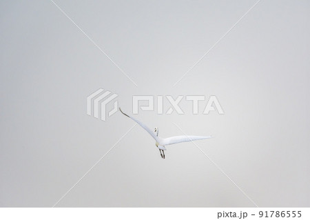 The flight of the little egret or Small White Heron. 91786555