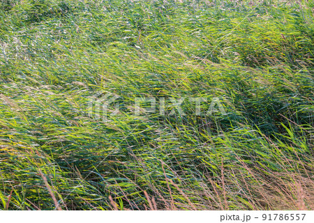 Green meadow with grass. Spring or summer green grass background 91786557