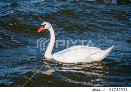Graceful white Swan swimming in the lake, swans in the wild. Portrait of a white swan swimming on a lake. 91786558
