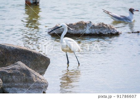 The small white heron or Little egret stands in the lake 91786607