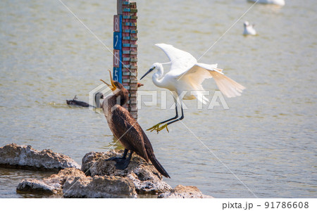 The flight of the little egret or Small White Heron. 91786608