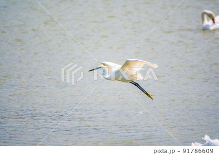 The flight of the little egret or Small White Heron. 91786609