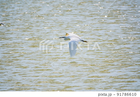 The flight of the little egret or Small White Heron. 91786610