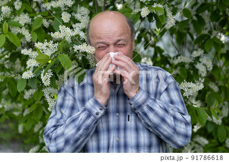 Senior man with allergy sneezing on flower powder during blossom Senior man with allergy sneezing on flower powder during blossom 91786618