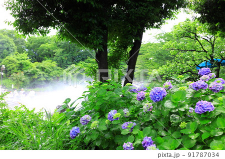 府中市郷土の森博物館の紫陽花 91787034