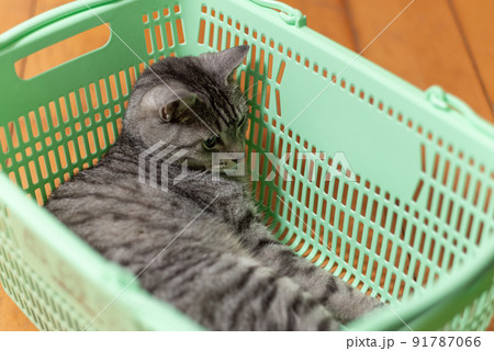 買い物かごの中に入った猫　サバトラ猫 91787066
