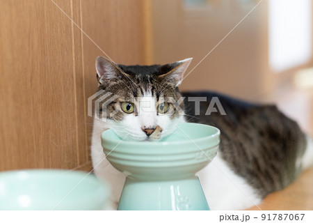 ユニークなポーズの猫　キジトラ猫 91787067