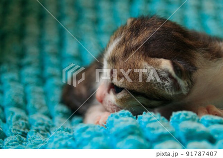Cute tiny kitten resting on a warm and cozy blue fluffy blanket 91787407