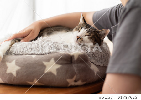 猫を撫でる　キジトラ猫 91787625
