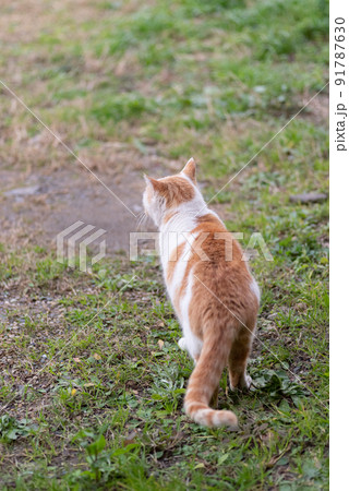 猫の後ろ姿 茶白猫 猫の後ろ姿 茶白猫 91787630