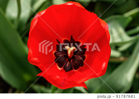 Bright red tulip blossom in spring garden Bright red tulip blossom in spring garden 91787681