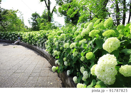 府中市郷土の森博物館の紫陽花 91787825