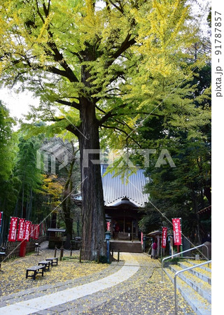 町田市薬師池公園　福王寺薬師堂（野津田薬師堂）と大銀杏 91787857