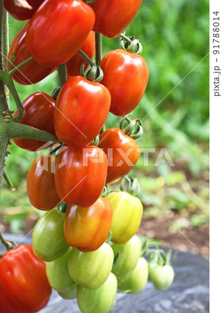 ミニトマト(コンフェット) ミニトマト(コンフェット) 91788014